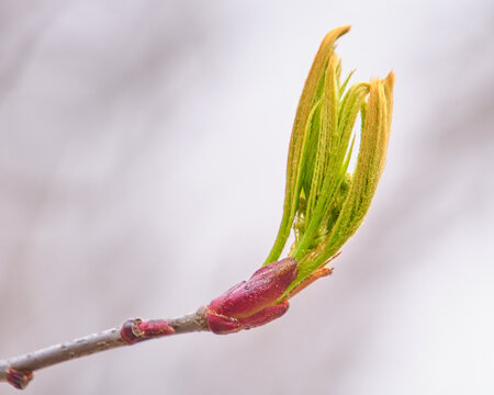 芽吹き始めたナナカマドの冬芽  Sprouting winter bud of a Japanese rowan