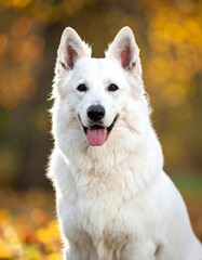 Obraz premium Close-up portrait of a fluffy white dog with a happy expression and pink tongue, set against blurry autumnal foliage