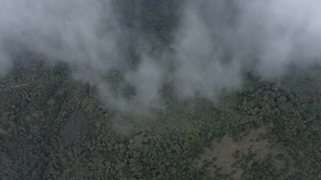Toma cenital de bosque con nubes