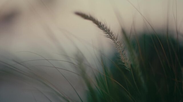 Serene nature escape with a close up of pampas grass in soft light.