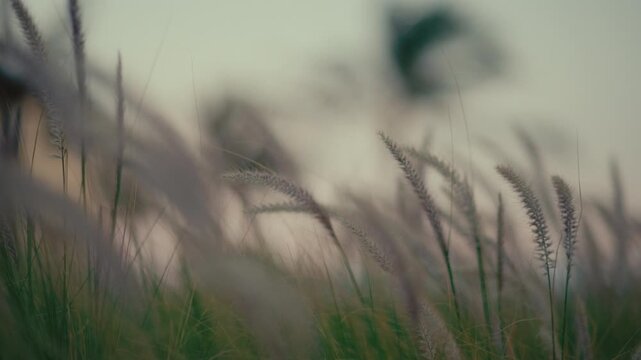 Soft pampas grass gently swaying in the breeze at sunset creating a peaceful mood. slow motion