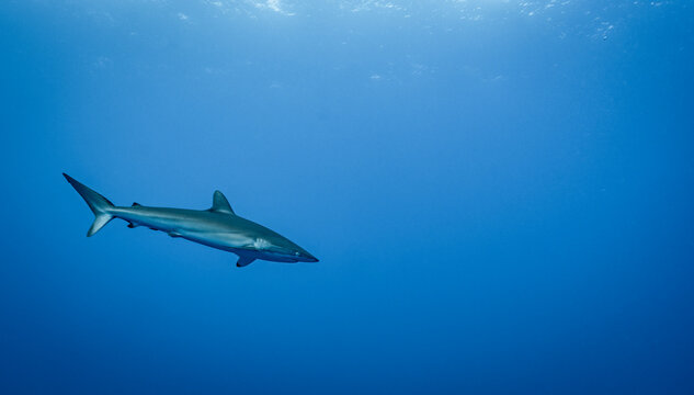 a shark patrolling the clear water of the southern Maldives