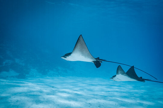 spotted eagle ray in the south of the Maldives
