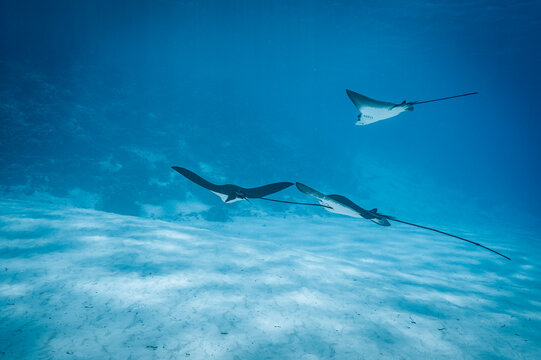 spotted eagle ray in the south of the Maldives