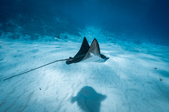 spotted eagle ray in the south of the Maldives