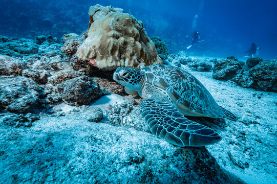 Hawksbill turtle on the ocean floor in the South Maldives
