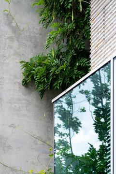 Greenery climbs concrete and glass exterior as modern facade architecture building shows geometric detail and calm sustainable design for creatives