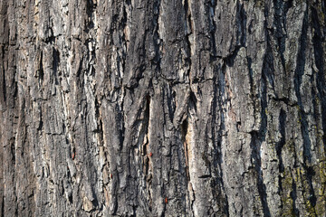 Naklejka premium Eastern black walnut bark detail - Latin name - Juglans nigra