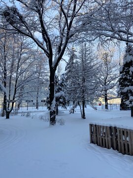 Winter Landscape with Snow Covered Trees