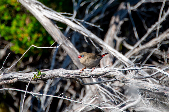Beautiful Firetail Bird (Juvenile) - Tasmania