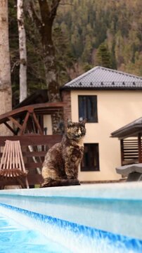 A cat sits near a pool in the pine mountains.
