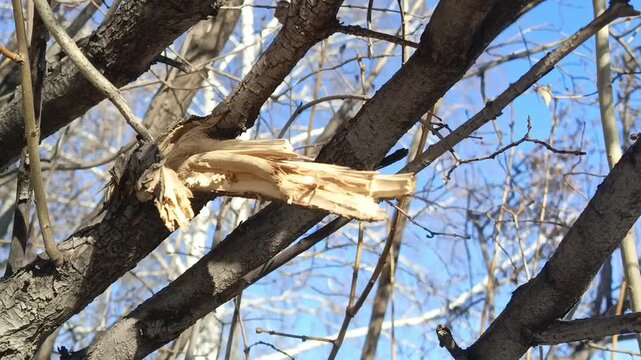 A broken branch on a tree on a sunny day. The concept of cutting down trees, neglecting the environment, and the environment