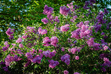 A lilac in bloom © Franck Chapolard
