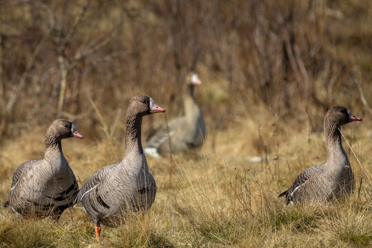 White fronted goose (anser albifrons flavirostris)