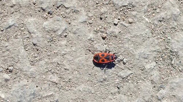 the red beetle Pyrrhocoris apterus climbs, runs on an asphalt road on a sunny day in May and April.