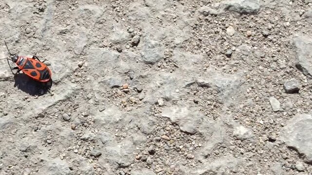 the red beetle Pyrrhocoris apterus climbs, runs on an asphalt road on a sunny day in May and April.