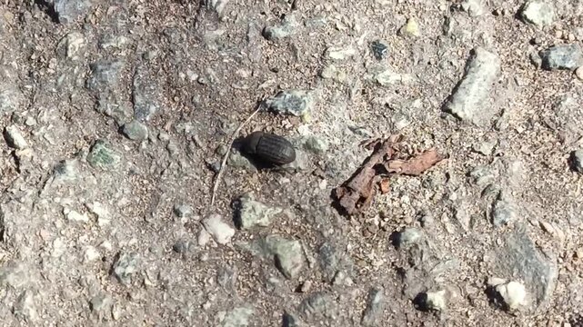Lesser darkling beetle runs on an asphalt road on a warm, sunny day in May, April. Opatrum sabulosum close-up in spring, documentary footage