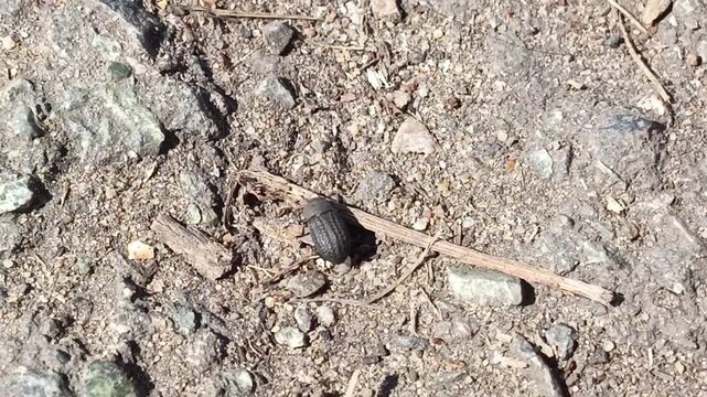 Lesser darkling beetle runs on an asphalt road on a warm, sunny day in May, April. Opatrum sabulosum close-up in spring, documentary footage