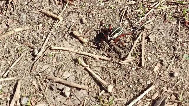 red beetle Dorcadion pedestrian on the ground among branches, leaves close-up