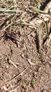 the red beetle Dorcadion pedestrian runs on the ground in the steppe. Longhorn Beetle close-up on a sunny day in May, April. Entomology, documentary footage