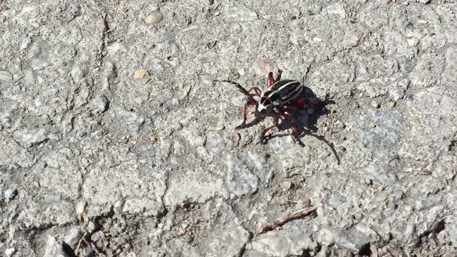 the red beetle Dorcadion runs on an asphalt road on a sunny day in May, April. Longhorn Beetle close-up, documentary footage
