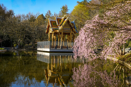 Thai-Sala, a Buddhist temple housing a statue of the Buddha, located in Munich&rsquo;s Westpark. Photo taken in spring with a cherry tree in bloom