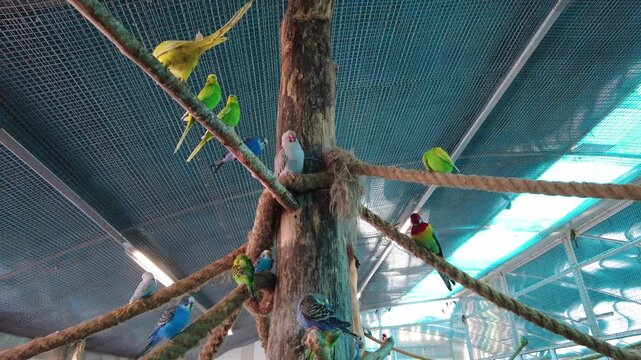 Many birds sit on branches inside an indoor aviary at a pet shop. Some birds chirp and move around while people walk and observe them in the afternoon light.