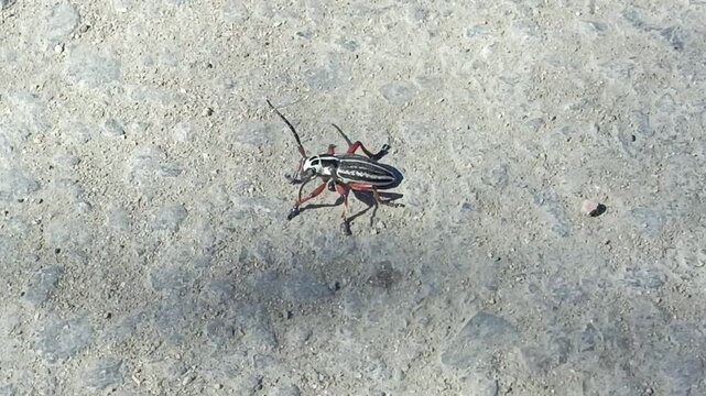 the red beetle Dorcadion runs on an asphalt road on a sunny day in May, April. Longhorn Beetle close-up, documentary footage