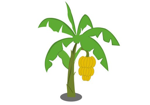 Plant banna tree