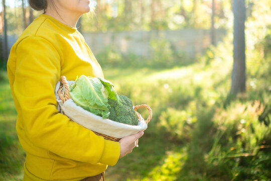 Young woman farmer holding wicker basket full of cauliflower and broccoli on her farm. Sunset rays illuminate fresh vegetables. Seasonal harvest, homegrown produce, healthy lifestyle outdoors.