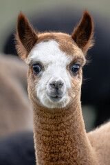 Fototapeta premium Cute baby alpaca portrait looking into camera