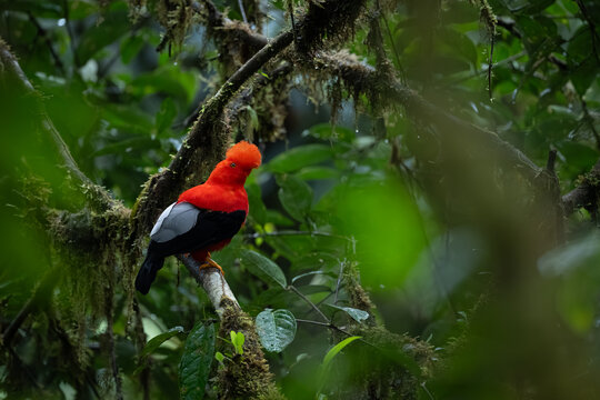 Andean cock-of-the-rock in profile on mossy branch