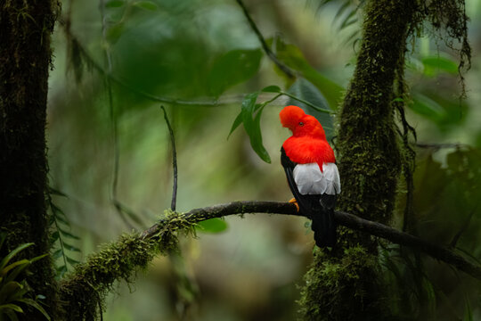 Andean cock-of-the-rock turns head on mossy branch