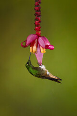 Buff-tailed coronet hangs feeding from banana flower