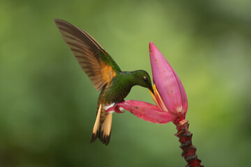 Buff-tailed coronet perches feeding from banana flower © Nick Dale