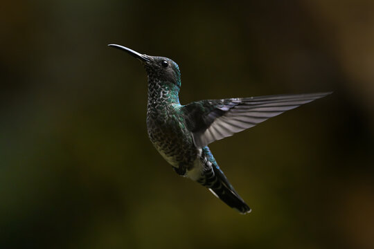 Female white-necked jacobin hovers with green bokeh