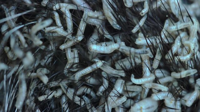 Close-up of many fly larvae on a dead animal. Natural circulation processes in nature. Closeup maggots crawling through dark hair, forensic entomologist documents larval activity