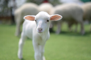 Obraz premium A close-up of a young white lamb standing on green grass with blurred sheep in the background on a sunny day.