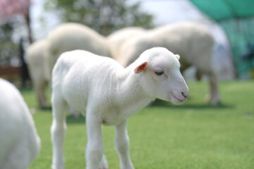 Obraz premium A close-up of a young white lamb standing on green grass with other blurred sheep in the background.