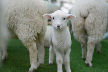 Fototapeta premium A fluffy white lamb stands between two adult sheep on green grass, looking directly at the camera with a curious and gentle expression.