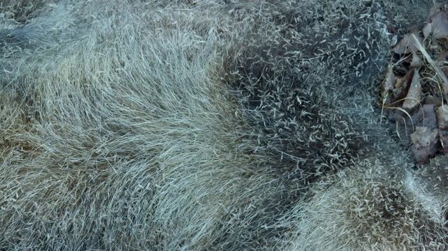 Close-up of many fly larvae on a dead animal. Natural circulation processes in nature. Closeup cold fur texture on soil revealing bluegrey fibers, subtle moisture and mossy forest floor