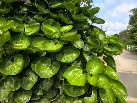 Polyscias scutellaria, Shield aralia, or Plum aralia is a tropical shrub or small tree.