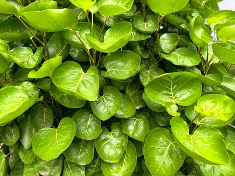 Polyscias scutellaria, Shield aralia, or Plum aralia is a tropical shrub or small tree.