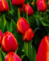 Fototapeta premium Field of scarlet tulips with a focus on the central flower. Rich red petals and lush green foliage. Spring background, a symbol of nature's awakening and celebration