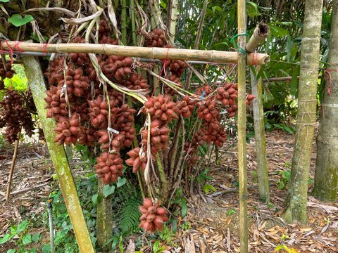 Salak, or Snake Fruit, is a fruit from the palm family.
