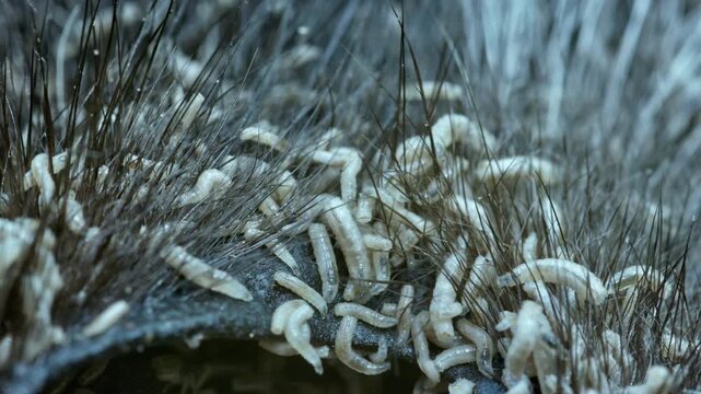 Close-up of many fly larvae on a dead animal. Natural circulation processes in nature. Crowded maggots feasting on rotting tissue, crime scene investigator documents infestation near exposed