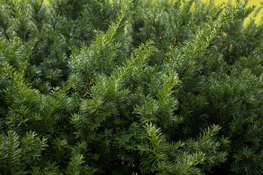 Taxus baccata close up. Green branches of yew tree(Taxus baccata, English yew