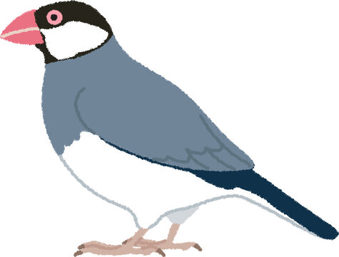 文鳥（ブンチョウ）のイラスト