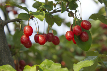 Fototapeta premium Ripe Autumn Olive Berries (Elaeagnus Umbellata) growing on a branch . oleaster