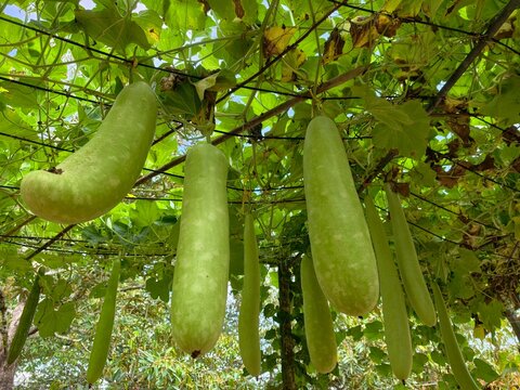 Benincasa hispida in the planting plot